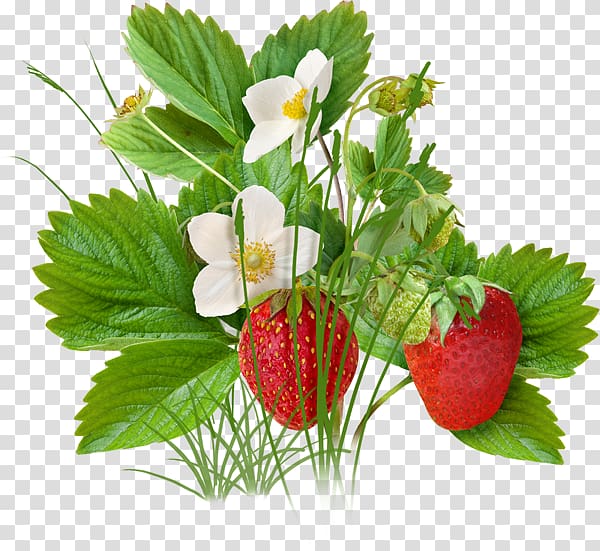 Strawberry Fruit, Strawberry tree transparent background PNG clipart