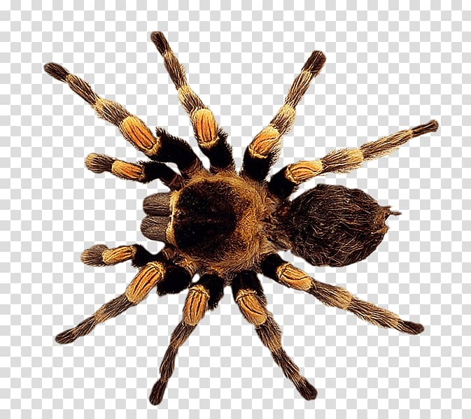 Brachypelma hamorii tarantula, Spider , Spider transparent background PNG clipart