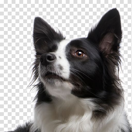 Border Collie Papillon dog Chucky Herding dog, Border Collie transparent background PNG clipart