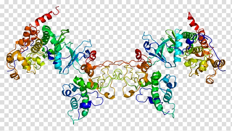 Casein kinase 2, alpha 1 Casein kinase 1, others transparent background PNG clipart