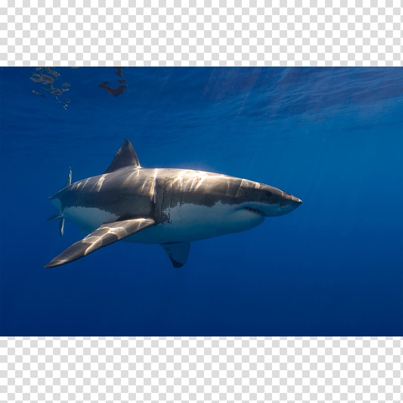 Great white shark Tiger shark Requiem shark Lamnidae, big white shark transparent background PNG clipart