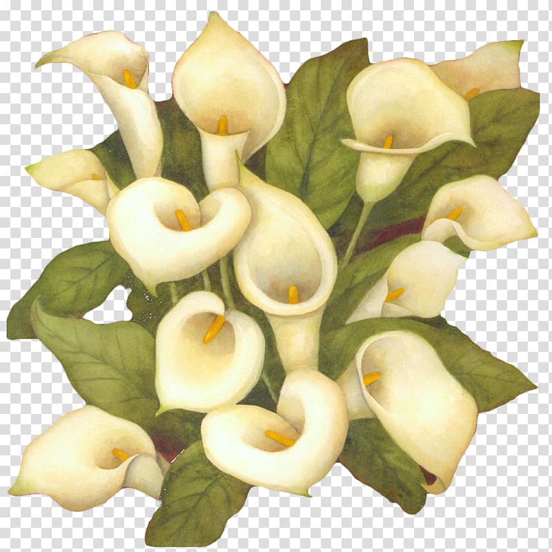The Art of Painting Flower Arum-lily, White calla flower bouquet transparent background PNG clipart