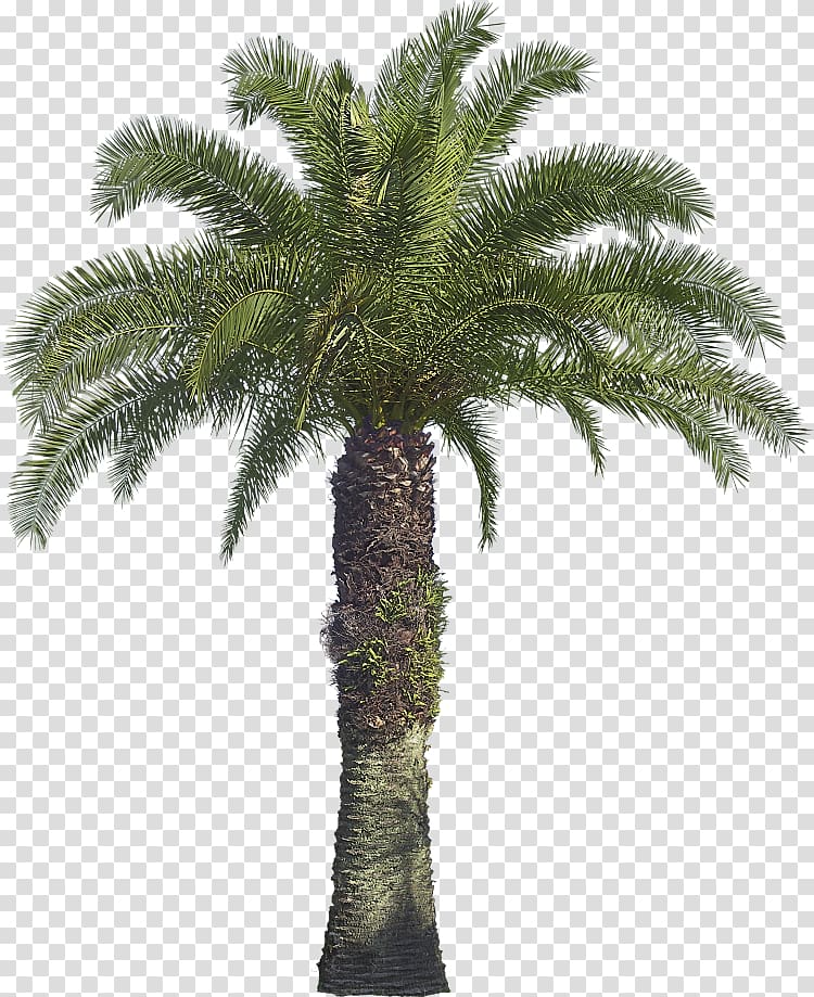Arecaceae Tree Coconut Babassu Areca palm, tree transparent background PNG clipart