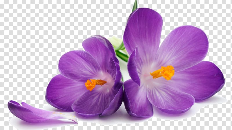 Purple Flower , Crocus transparent background PNG clipart