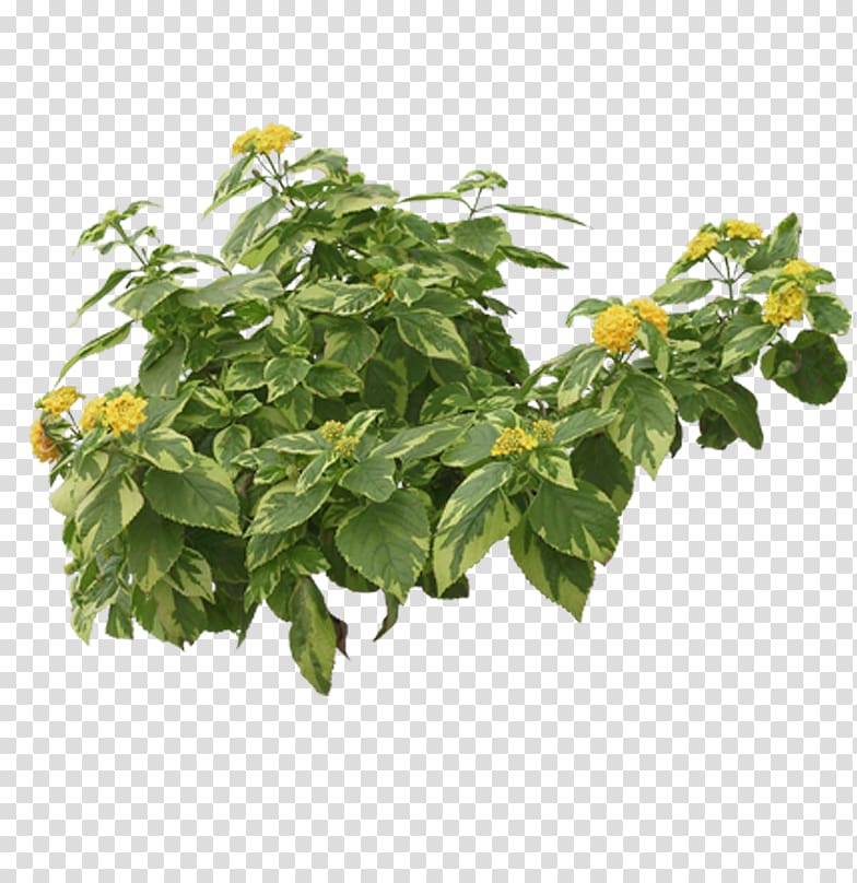 yellow petaled flowers illustration, Tropical plants transparent background PNG clipart
