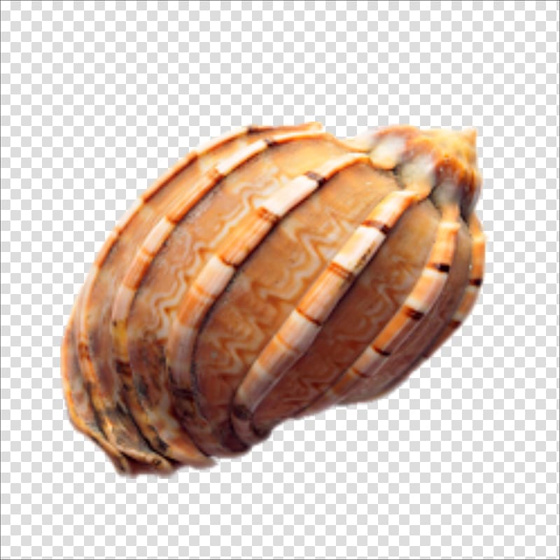 Seashell Conch Euclidean , conch transparent background PNG clipart