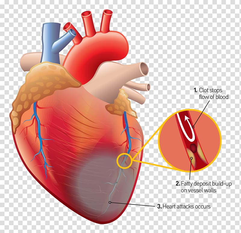 Human heart Human anatomy Human body, heart transparent background PNG clipart