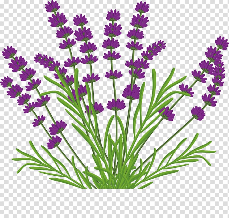 Kuyucak Kxf6yxfc Lavender Flower Lamiaceae, Hand-painted lavender bouquet transparent background PNG clipart