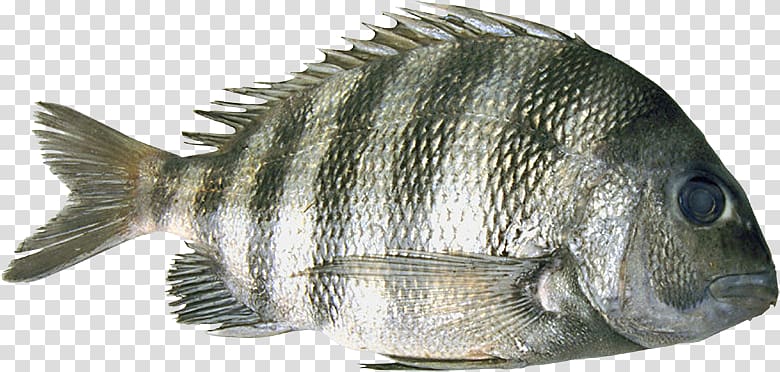 Tilapia Barramundi Perch Oily fish, fish transparent background PNG clipart