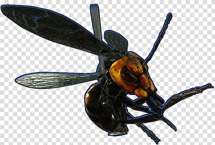 Hornet Bee Wasp YCombinator, bee transparent background PNG clipart