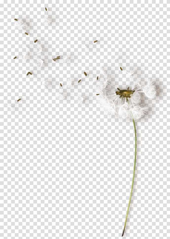 Flower White Color , decorative white clouds transparent background PNG clipart
