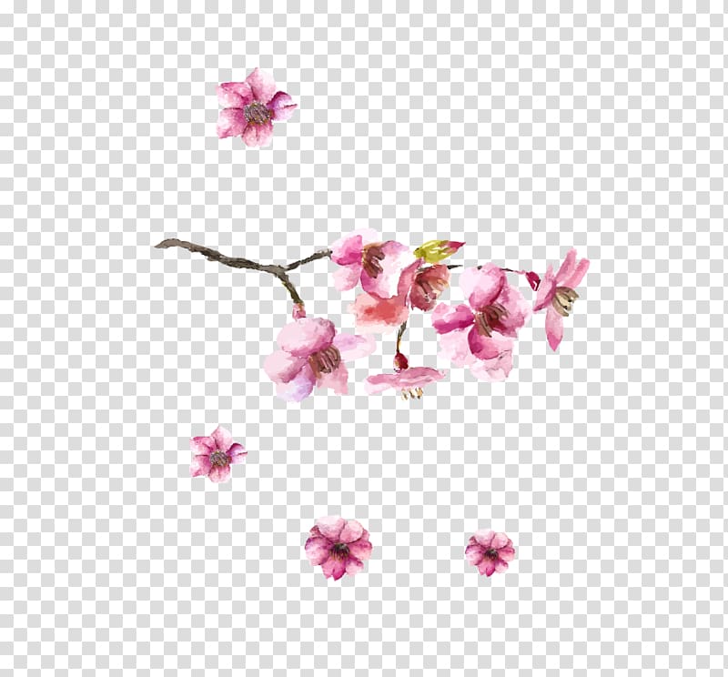 Japanese art Cherry blossom Drawing, Hand-painted cherry transparent background PNG clipart