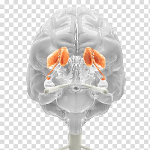 Brain Medicine Neurology, Brain transparent background PNG clipart