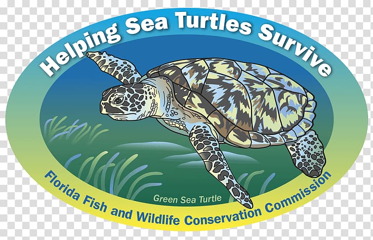 Loggerhead sea turtle Sea cows Box turtles, manatee calf transparent background PNG clipart