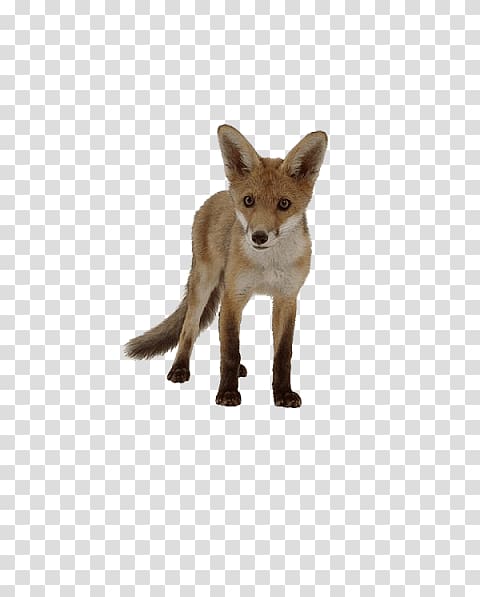 Domesticated red fox Kit fox Squirrel Arctic fox, squirrel transparent background PNG clipart