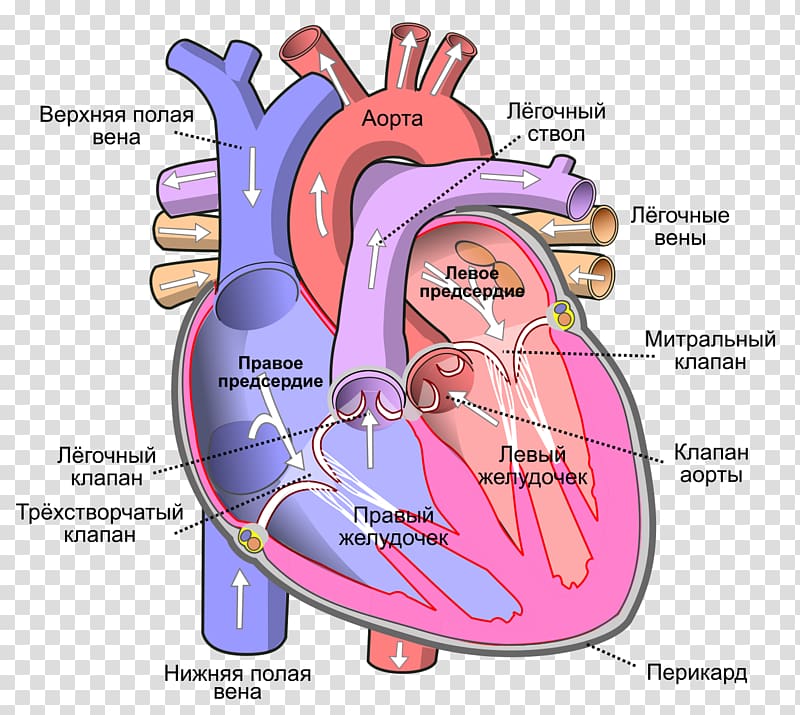 Circulatory system Heart Organ system Blood Anatomy, heart transparent background PNG clipart