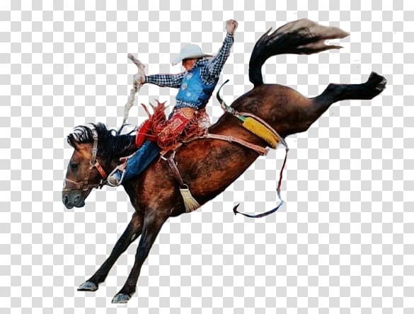 Horse Rodeo Cowboy Cattle, horse transparent background PNG clipart