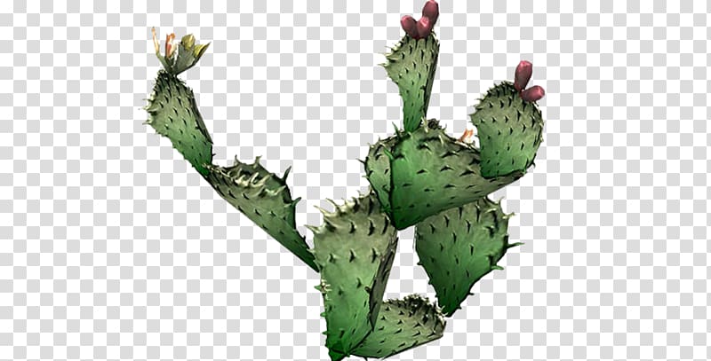 Cactus Prickly pear Plants , call to action transparent background PNG clipart