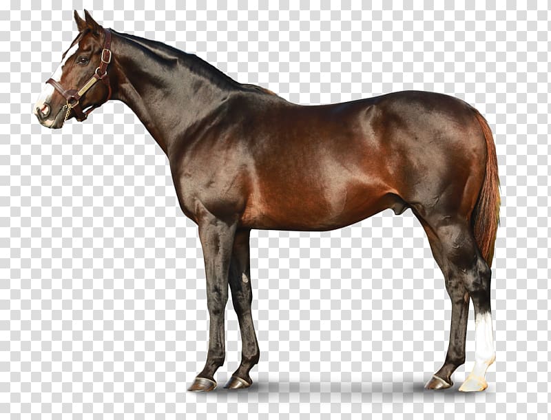 Thoroughbred Teofilo Stallion Equestrian Horse racing, race horse transparent background PNG clipart