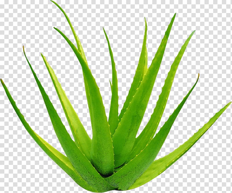 green aloe vera plant, Aloe vera Leaf Gel Formaldehyde, Aloe transparent background PNG clipart