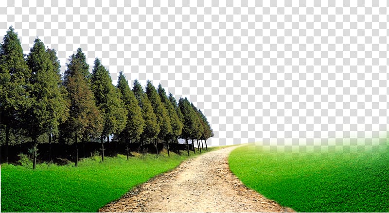 pathway surrounded by pine trees, Forest Woodland Computer file, forest transparent background PNG clipart