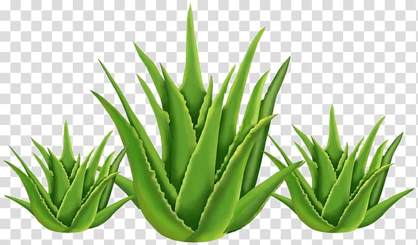Aloe vera Health Medicinal plants Skin, health transparent background PNG clipart
