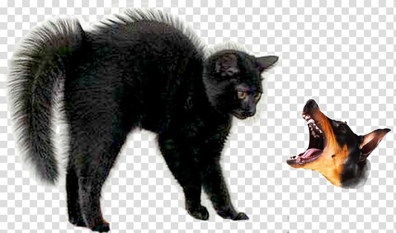 Black cat Halloween Ragdoll Kitten Black panther, bird hair transparent background PNG clipart