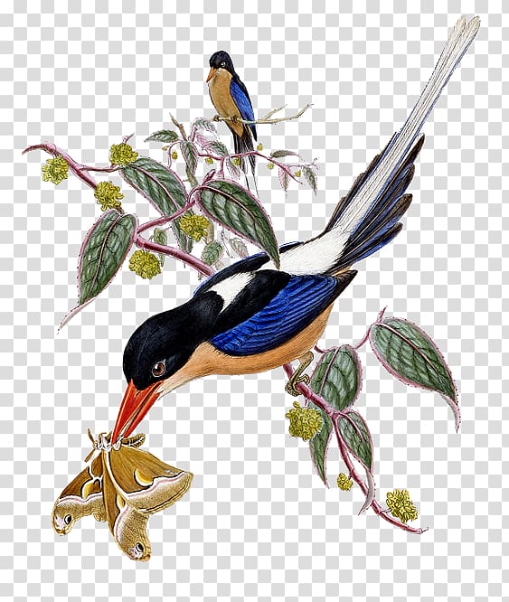 Twelve-wired bird-of-paradise Tree kingfisher Buff-breasted paradise kingfisher Black-capped paradise kingfisher, Bird transparent background PNG clipart