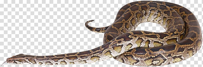 Rattlesnake Reptile Vipers Rendering, snake transparent background PNG clipart