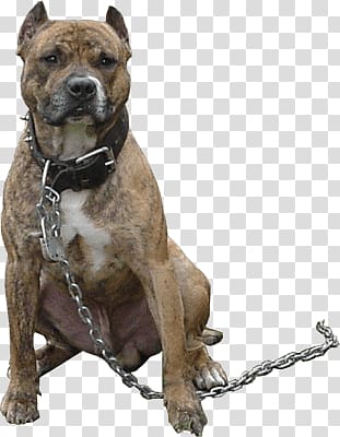 adult brown pitbull with leather collar, Pitbull Chain transparent background PNG clipart