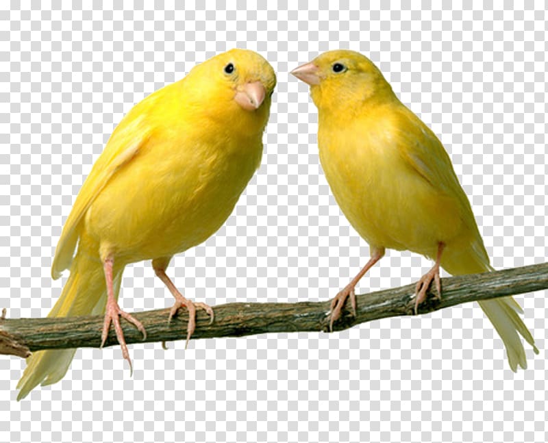 Domestic canary Bird Finch Canary Islands Pet, flies transparent background PNG clipart