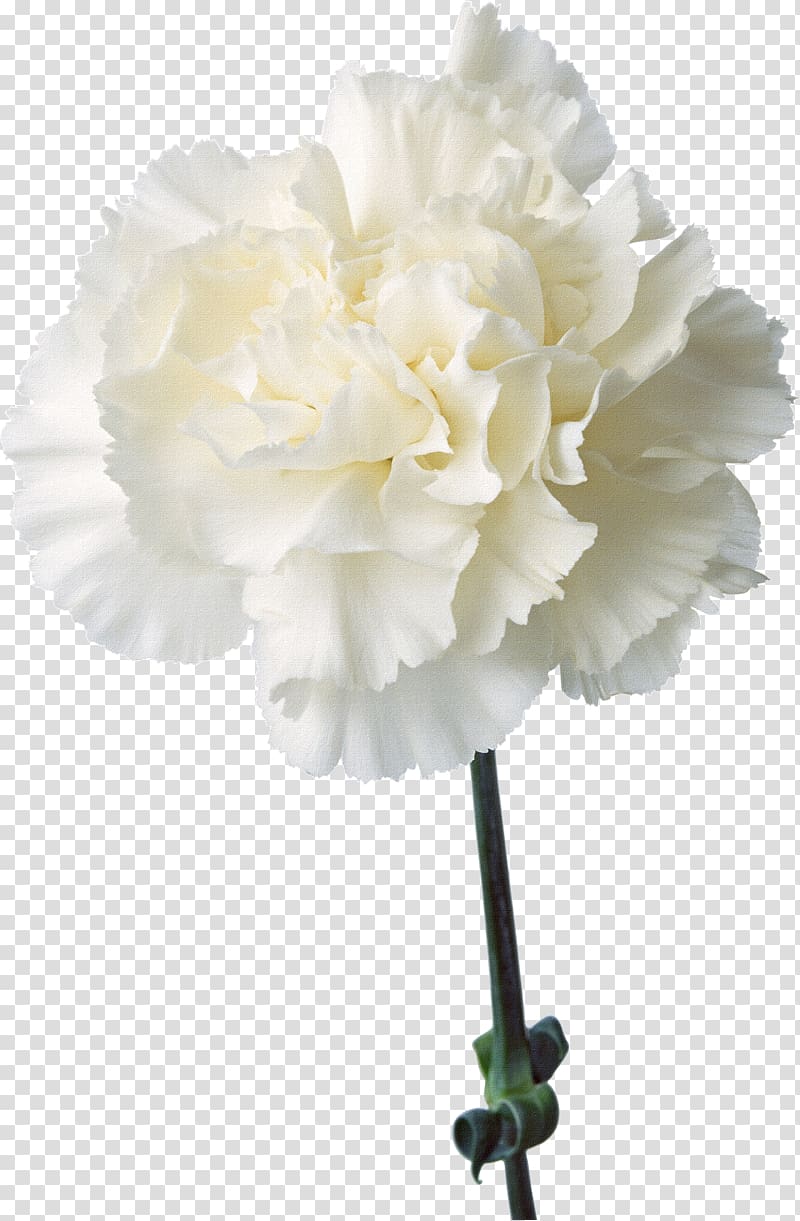white carnation flower, Carnation Cut flowers Birth flower Plant, Floral design elements with flowers,White carnations transparent background PNG clipart
