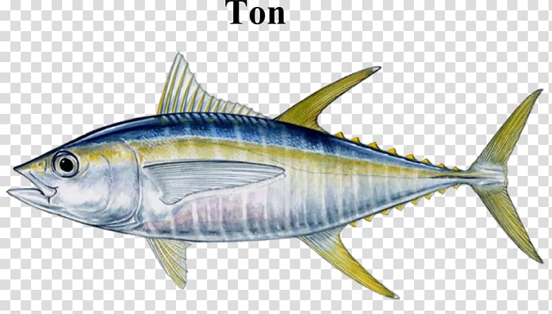 Bigeye tuna Albacore Blackfin tuna Atlantic bluefin tuna Yellowfin tuna, Fishing transparent background PNG clipart