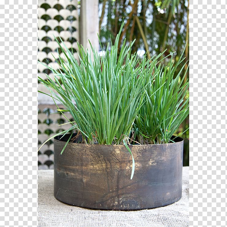 Flowerpot Herb Houseplant Chives, bronze drum vase design transparent background PNG clipart