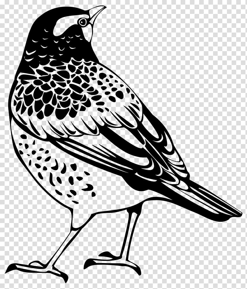 Bird Thrush , bird silhouette transparent background PNG clipart