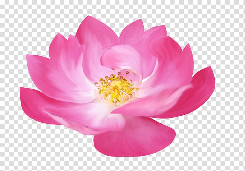 Flower Nelumbo nucifera , lotus transparent background PNG clipart