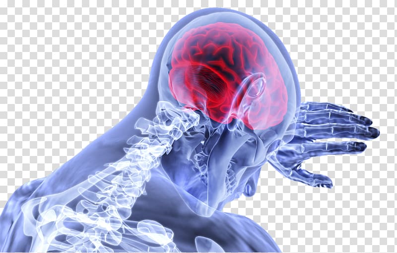 Human brain Traumatic brain injury Brainstem, Brain transparent background PNG clipart