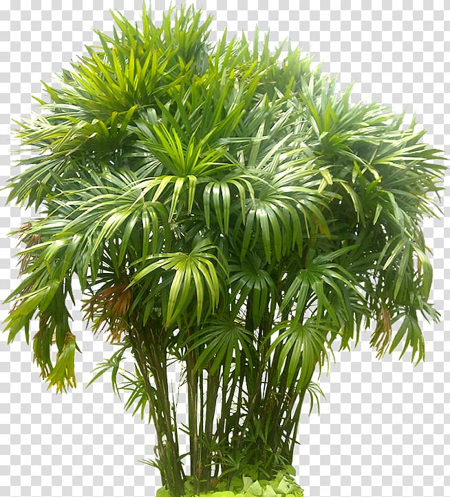 green leafed plant illustration\, Rhapis excelsa Arecaceae Tree Pine, fern transparent background PNG clipart