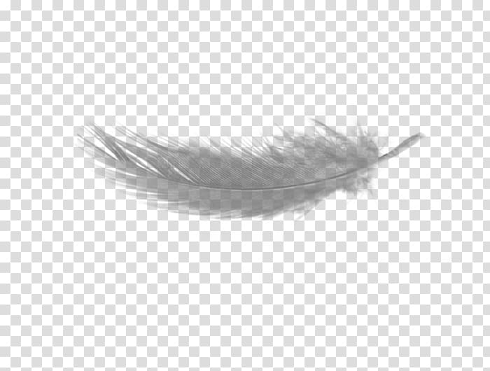 Feather Light , feather transparent background PNG clipart