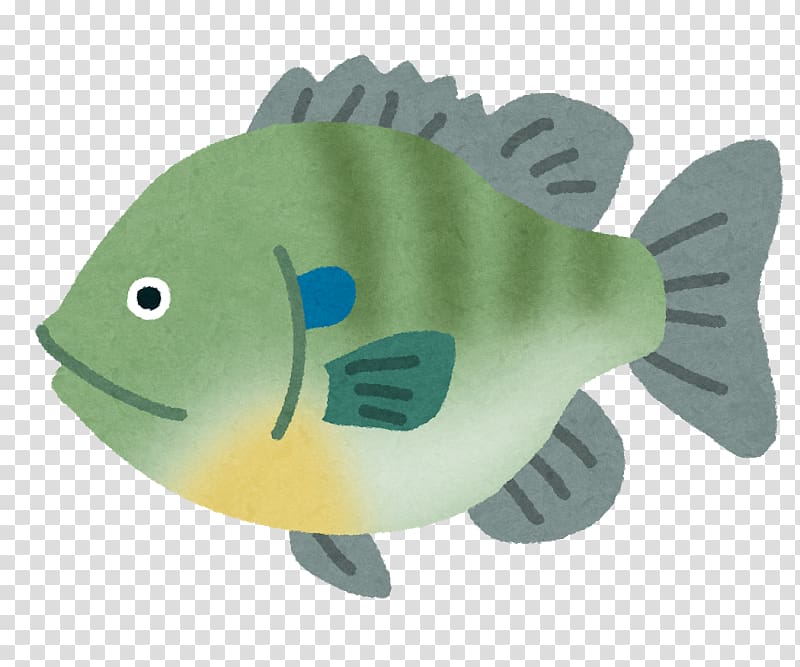 Black basses Bluegill Angling Fishing Baits & Lures, bream transparent background PNG clipart