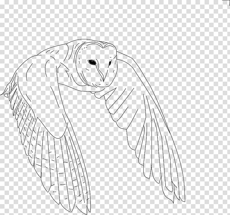 Bird Drawing Owl Line art, flying owl transparent background PNG clipart