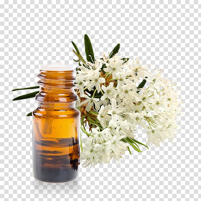 Marsh Labrador Tea Essential oil Homeopathy Rhododendron subsect. Ledum, greenland transparent background PNG clipart