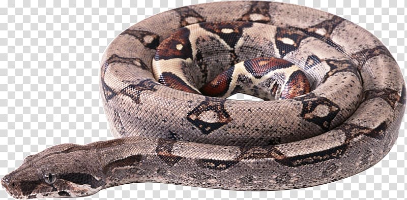 Snake Boa constrictor Boas , serpiente transparent background PNG clipart