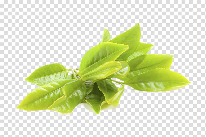 green leafed plant, Tea tree oil Argan oil Hair Care, argan transparent background PNG clipart