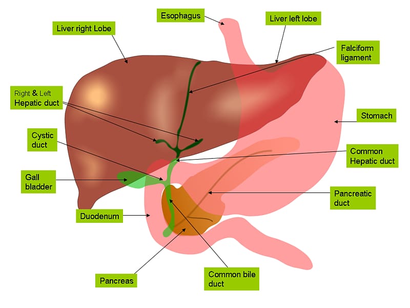 Liver Anatomy Gallbladder Bile Gastrointestinal tract, Free Anatomy transparent background PNG clipart