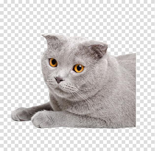 Chartreux Scottish Fold Scottish Straight Munchkin cat Kitten, Pet gray kitten transparent background PNG clipart
