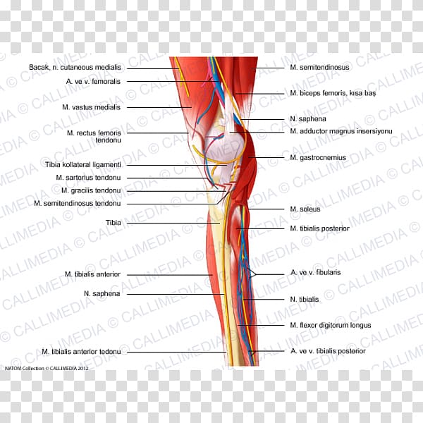Tibialis anterior muscle Knee Nerve Human leg, others transparent background PNG clipart