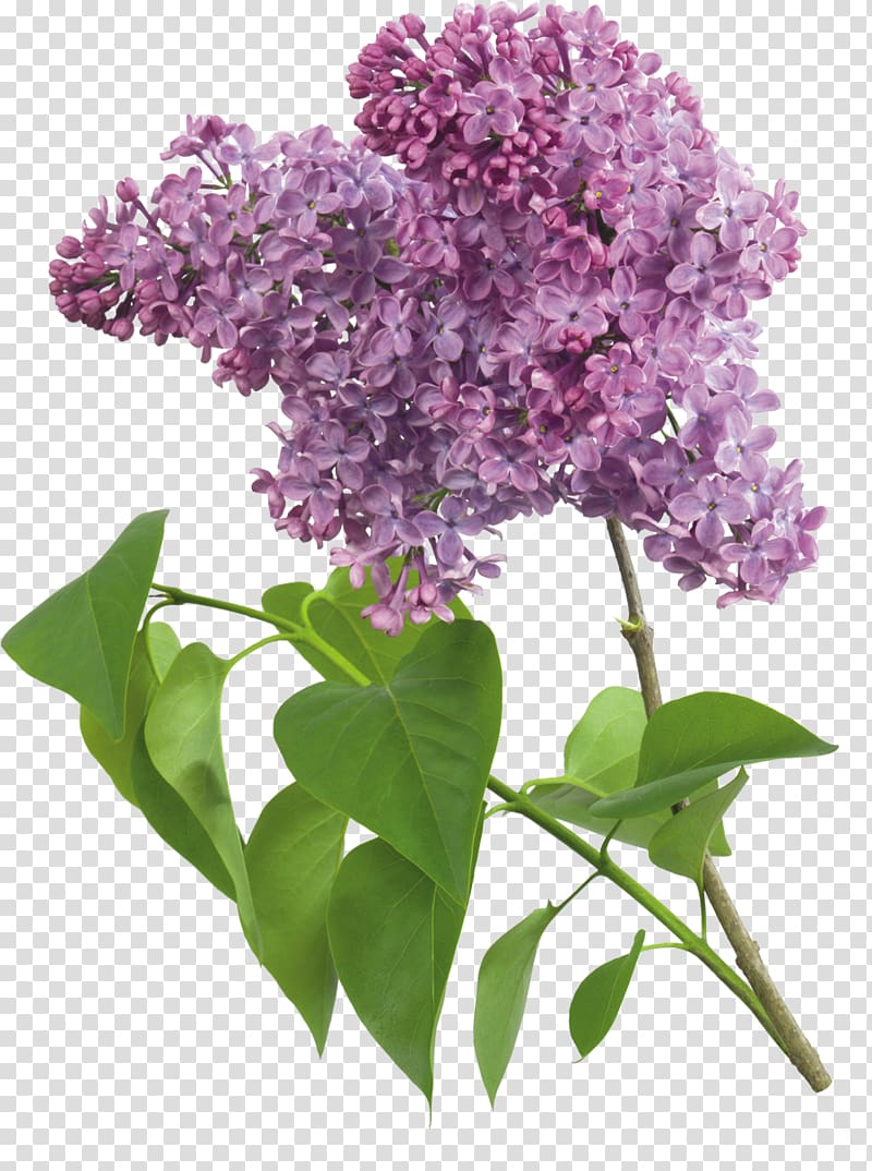 Common lilac Lavender , lilac transparent background PNG clipart