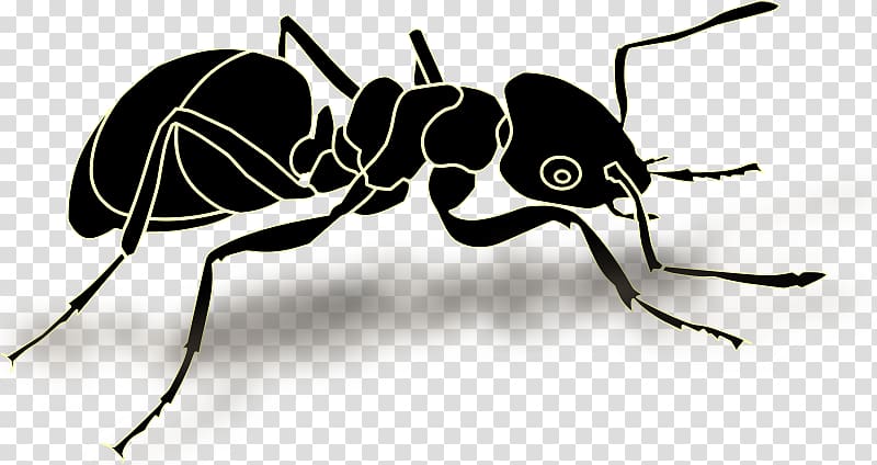 Ant Insect graphics Illustration, formiga preta transparent background PNG clipart