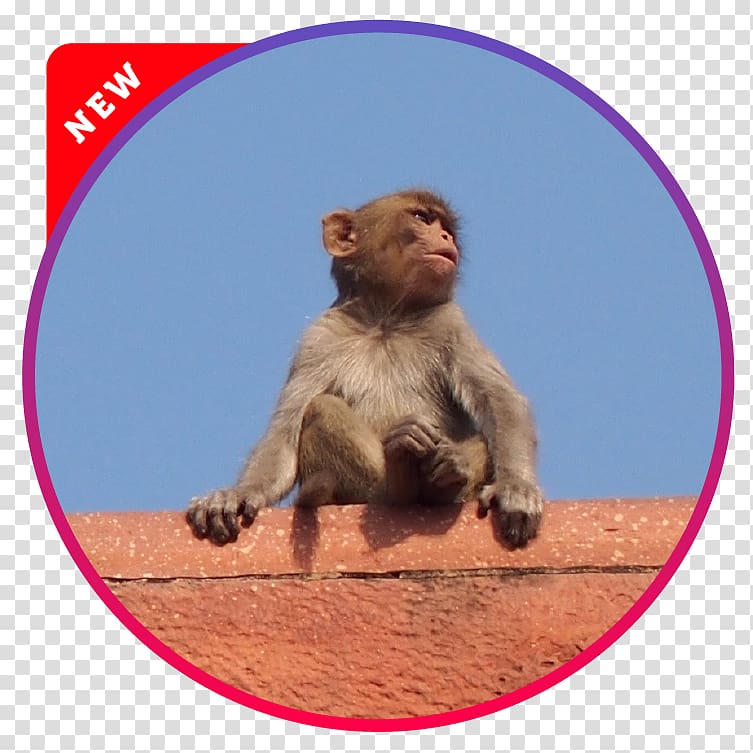 Macaque Old World Cercopithecidae Monkey Wildlife, others transparent background PNG clipart